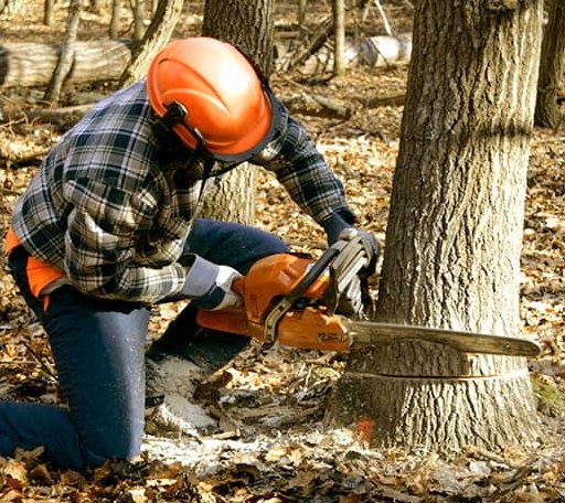 Tree Removal in Sandy Lake, PA